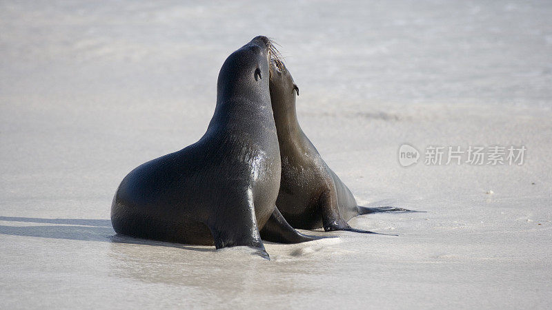 加拉帕戈斯海狮(Zalophus californianus wollebacki)在加拉帕戈斯群岛的加德纳湾埃斯帕诺拉海滩上